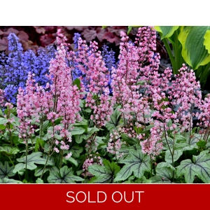 Heucherella 'Pink Fizz'